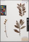 Foto von Salix cinerea L.